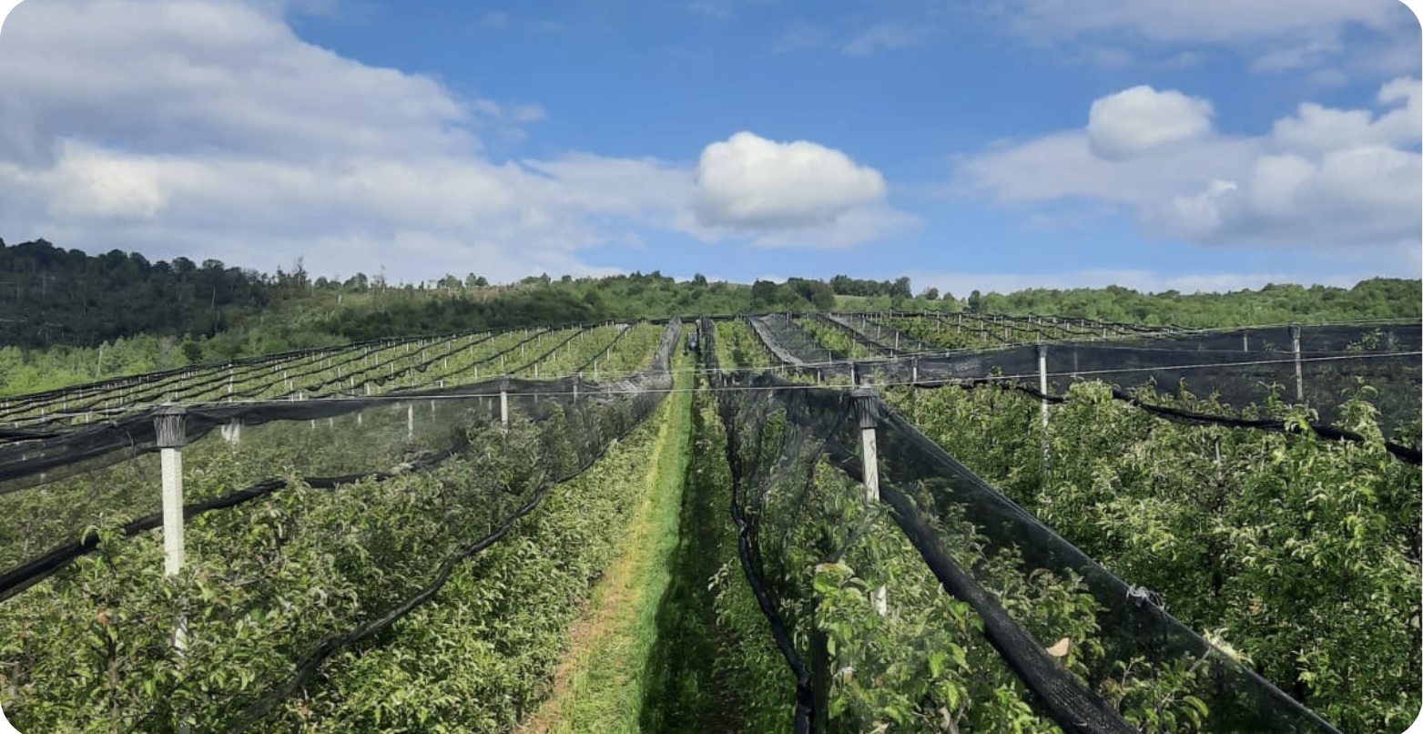 Agricultural field of Onere LLC